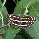 The Pallas Sailer butterfly