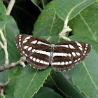 The Pallas Sailer butterfly
