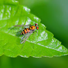Condylostylus Fly