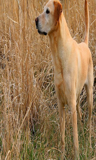 犬の生命の壁紙