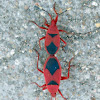 Stainer, Firebug, or Pyrrhocorid Bug