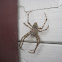 Barn Spider (male)