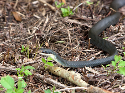 いろいろ do black racer snakes have teeth 260845-Do racer snakes have teeth