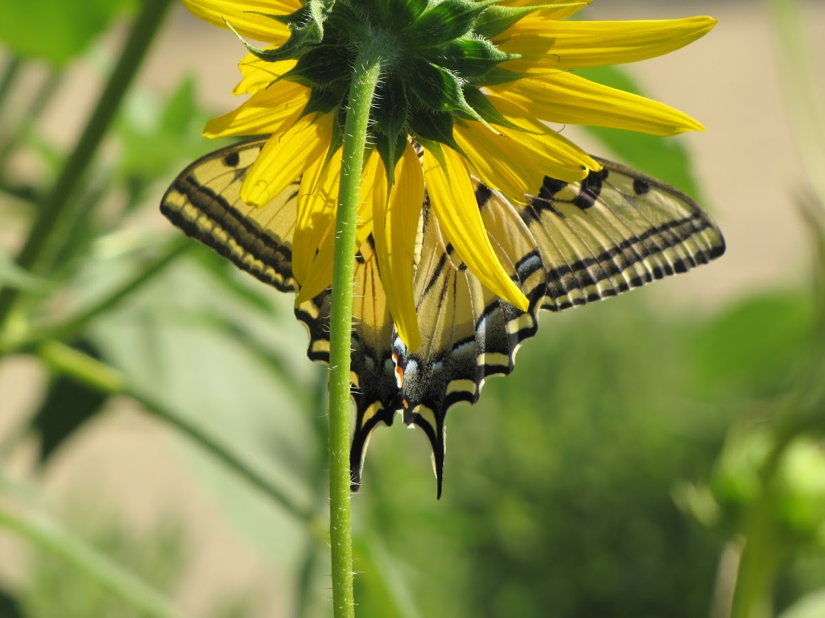 Western Tiger Swallowtail