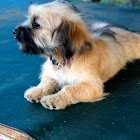 Border Terrier Puppy