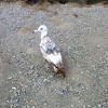California Gull - juvenile