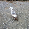 California Gull - juvenile