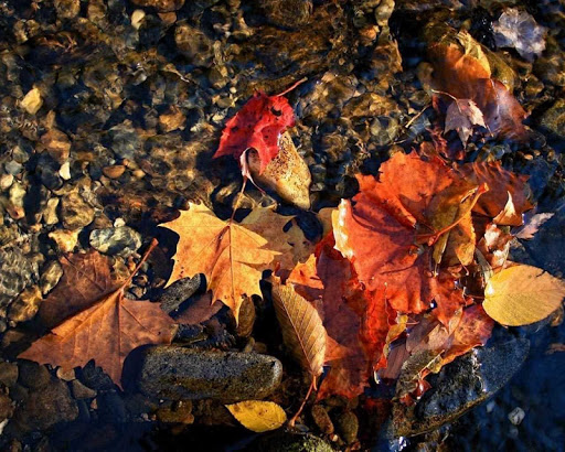 免費下載個人化APP|Beautiful Nature Autumn app開箱文|APP開箱王