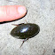 Giant Black Water Beetle