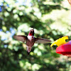 Ruby Throated Humming Bird
