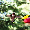 Ruby Throated Humming Bird