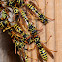 European Paper Wasp