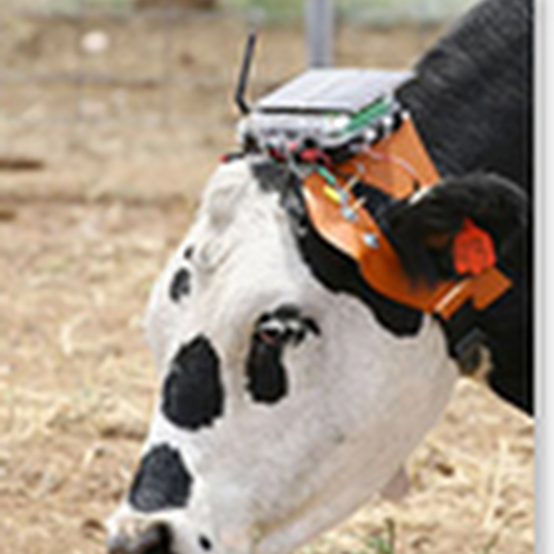 Ear-A-Round headsets keep tabs on cows, make farming easier