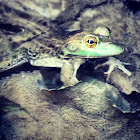 American Bullfrog