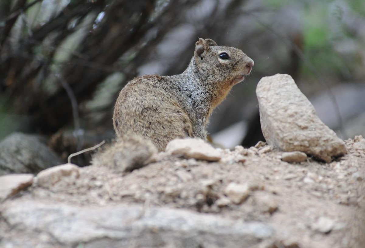 Rock squirrel