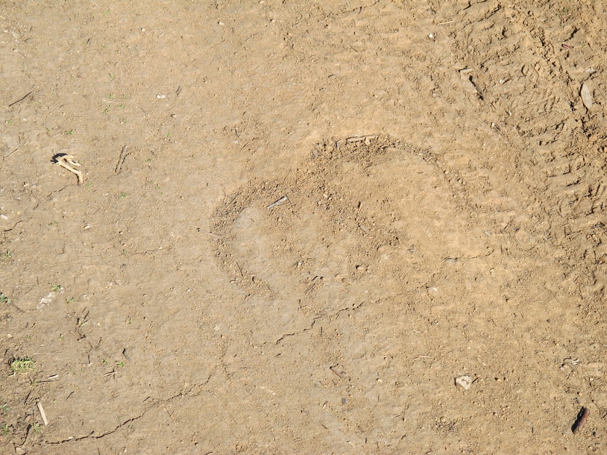 Horse tracks