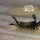 Banded Tussock Moth