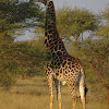 South African Giraffe