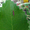 Candystripe leafhopper