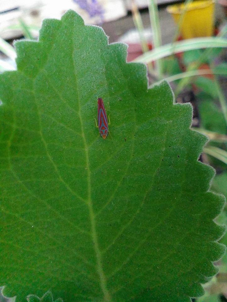 Candystripe leafhopper