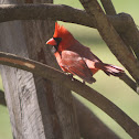  Northern Cardinal (male)