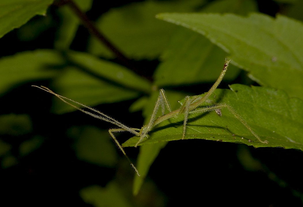 Stick Insect, Phasmid - Nymph/Juvenile