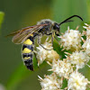 Scoliid wasp