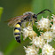 Scoliid wasp