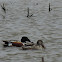 Northern Shoveler Ducks (pair)