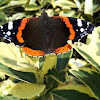 Red admiral