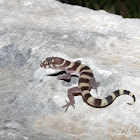 Texas Banded Gecko