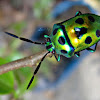 Jewel bugs