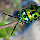Jewel bugs