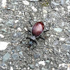 Small snail eating beetle