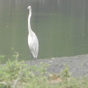 Great white egret