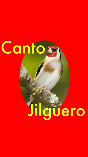 Canto Jilguero