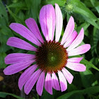 Purple ConeFlower