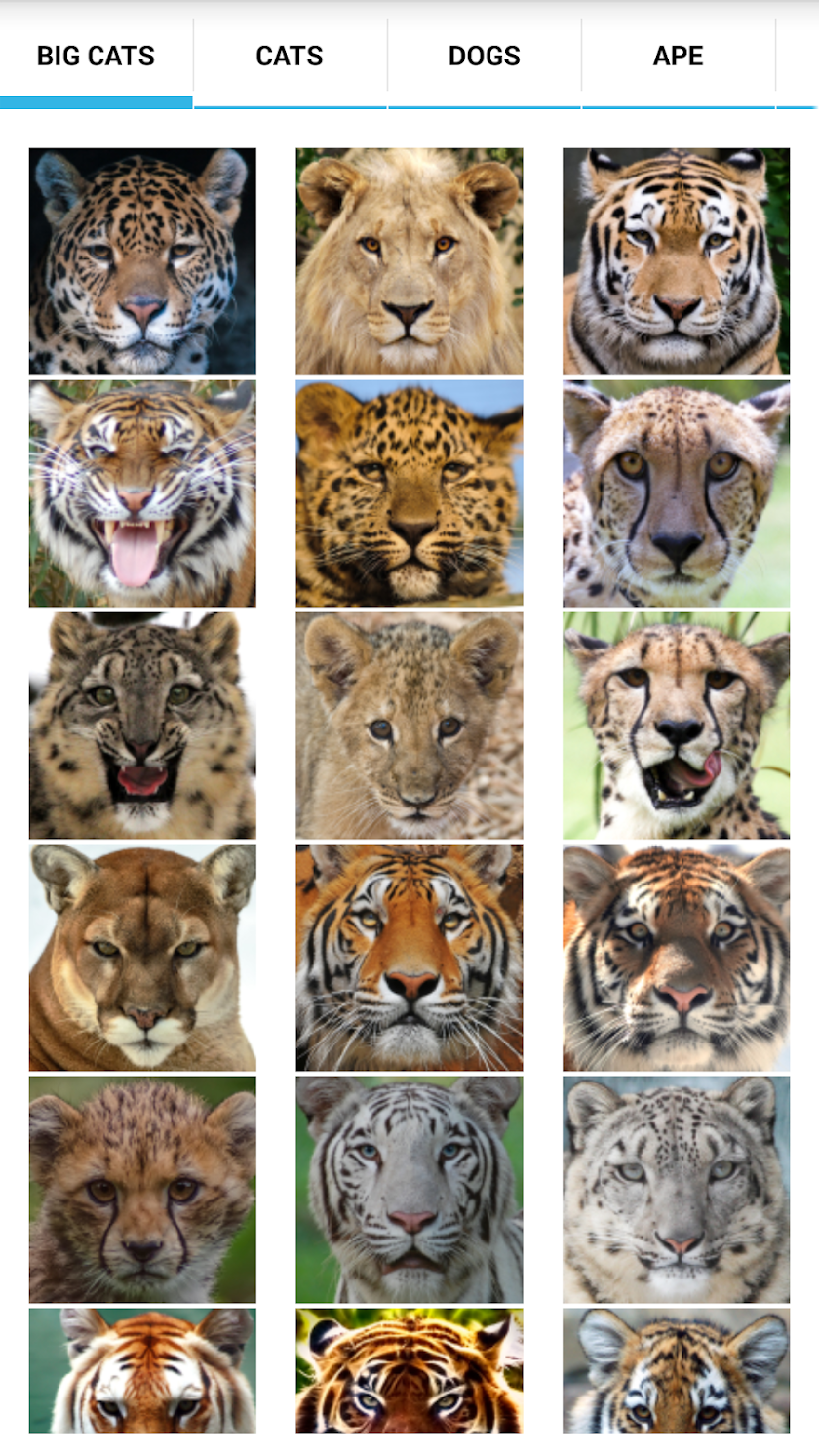 Animal Faces - Face Morphing Screen 2