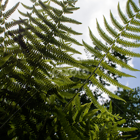 by Daniel Douriet - Nature Up Close Leaves & Grasses