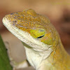 Northern Green Anole