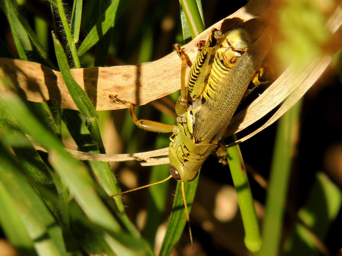 Differential Project Noah