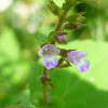 Lesser Calamint