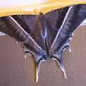 Tropical Swallowtail moth