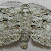 Brown-shaded Gray Moth