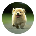 Cute dog Puppy Wallpaper logo