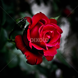 The Rose by Brenda Hooper -  