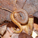 Four-toed salamander