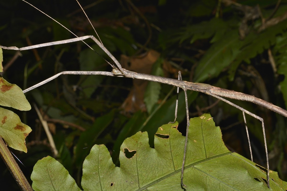 Stick Insect, Phasmid - Sub-adult, Female