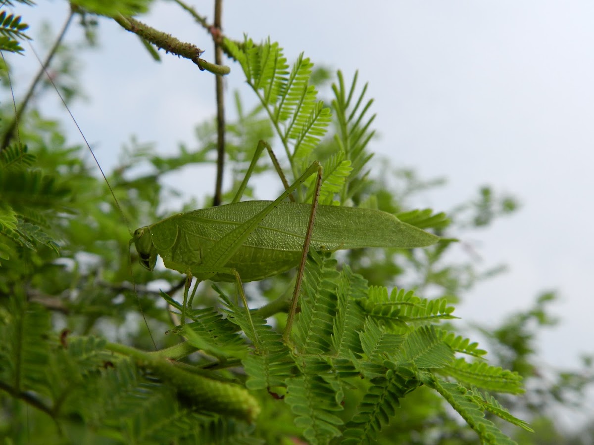 Bush cricket