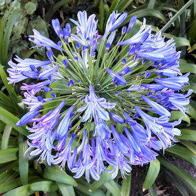blue magnificence by Lilly Revheim - Flowers Single Flower